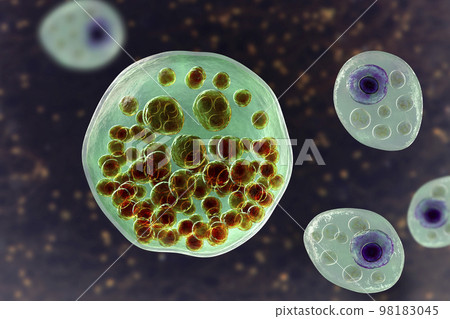 Rhinosporidium seeberi parasite, the causative agent of rhinosporidiosis, disease with formation of polypoidal masses in nasopharynx, 3D illustration 98183045