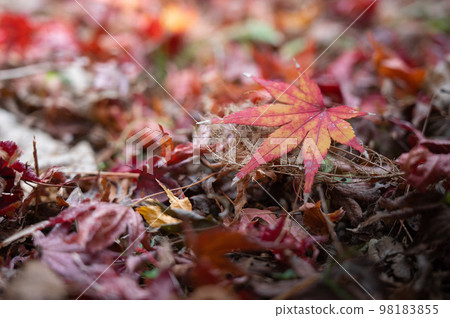 Autumn leaves 98183855