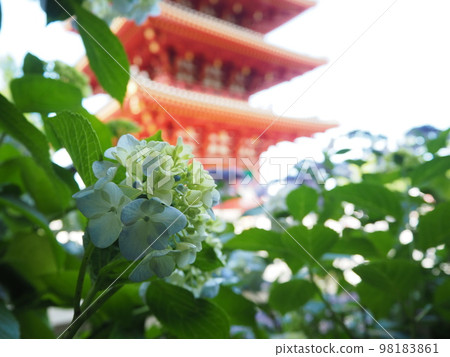 Five-storied pagoda and hydrangea 98183861