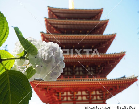 Takahata Fudosan's hydrangea 98183862