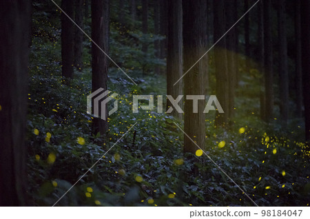 Princess firefly flying in the forest 98184047