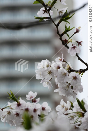 Cherry blossoms in full bloom, twigs hanging down and swaying 98184294