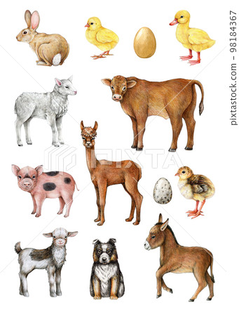 Farm animals and birds hand drawn illustration vintage style set. Cow, pig, sheep, goat, chicken, duck farm domestic animals big collection. Cute piglet, chick, lamb, donkey, bunny. White background Farm animals and birds hand drawn illustration vintage style set. Cow, pig, sheep, goat, chicken, duck farm domestic animals big collection. Cute piglet, chick, lamb, donkey, bunny. White background 98184367