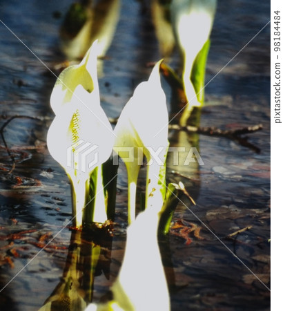 Mizubasho blooming in the spring sunshine Mizubasho blooming in the spring sunshine 98184484