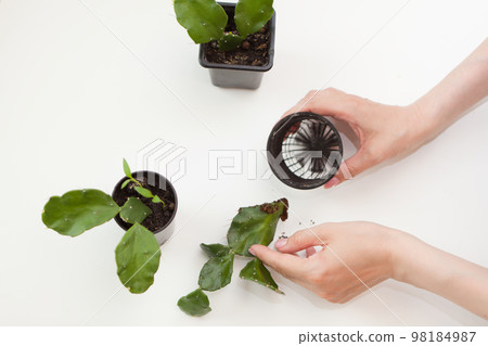 woman hands planting cactus on white table. Closeup female arms with small plastic flower pot woman hands planting cactus on white table. Closeup female arms with small plastic flower pot 98184987