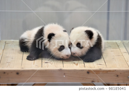 87 days old Sakurahama and Momohama 87 days old Sakurahama and Momohama 98185041
