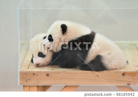 87 days old Sakurahama and Momohama 87 days old Sakurahama and Momohama 98185042