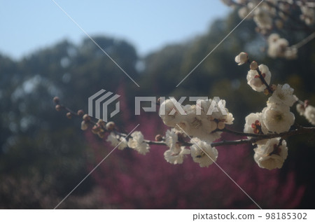 Winter flower: Plum 14 Spring and cold weather 98185302