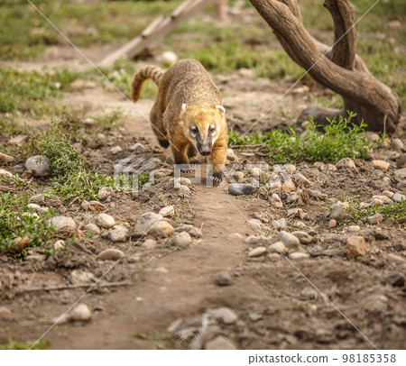 South American coati South American coati 98185358