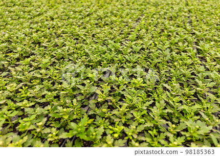 Many young Chrysanthemum plants Many young Chrysanthemum plants 98185363