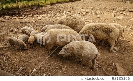 Mangalica domestic pig Mangalica domestic pig 98185366