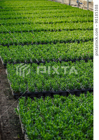 Young planting in a greenhouse. 98185388