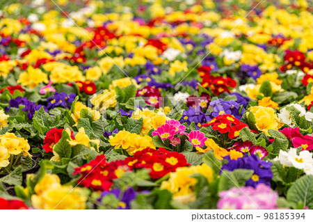 Primroses in plant nursery Primroses in plant nursery 98185394