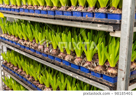 Hyacinth seedlings growing Hyacinth seedlings growing 98185401