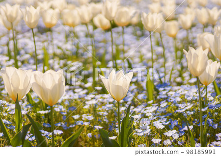 Flower bed of tulips and nemophila Flower bed of tulips and nemophila 98185991