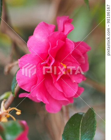 Kantsubaki blooming on the riverside (red flower of Yae no Kantsubaki) 98186167