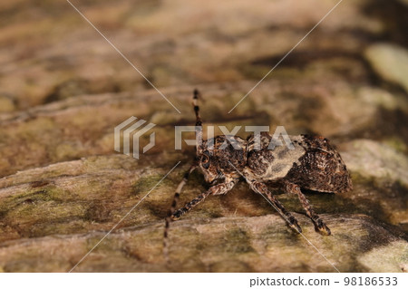 生物、昆蟲、長尾長角牛甲蟲、看起來就像樹皮的陰影。漂亮的保護色 生物、昆蟲、長尾長角牛甲蟲、看起來就像樹皮的陰影。漂亮的保護色 98186533