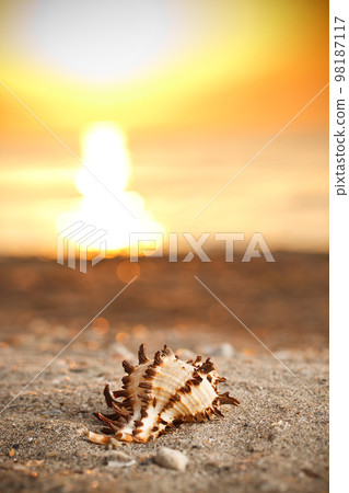 Shell on sunset Shell on sunset 98187117