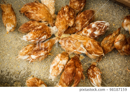 Farm chickens 98187159