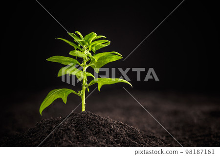 Young spinach plant 98187161