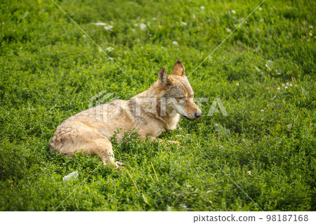 Wild gray wolf Wild gray wolf 98187168