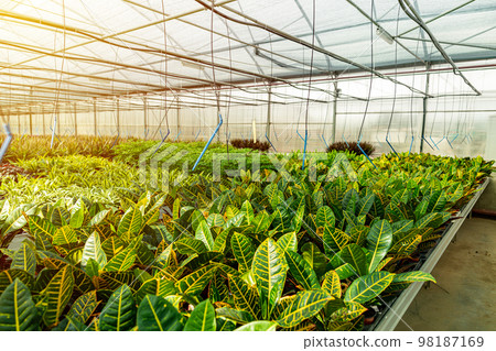 Modern large greenhouse Modern large greenhouse 98187169