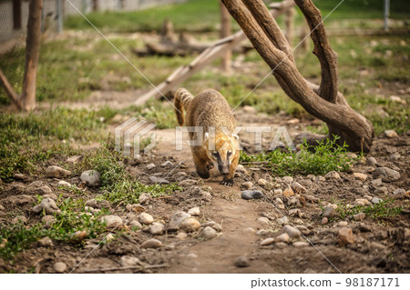 South American Coati South American Coati 98187171