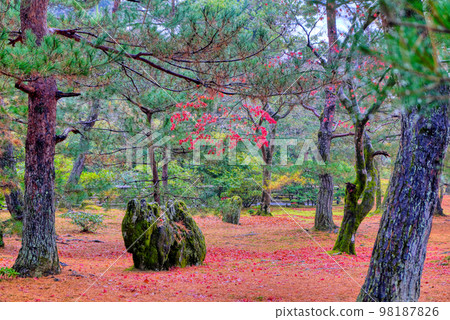 京都六園寺的秋葉 98187826