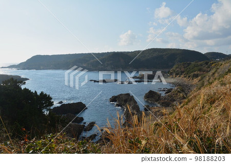 Narinjisaki's Birch Tree 98188203