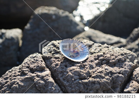 seashells on the beach 98188215