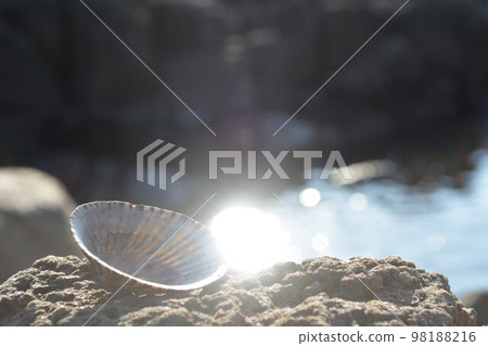 seashells on the beach 98188216