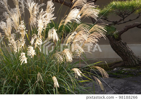 蒲葦和松樹 98188266