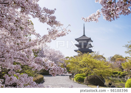 Cherry blossoms and a five-storied pagoda, Toji in spring, a tourist spot in Kyoto, full of spring 98188396