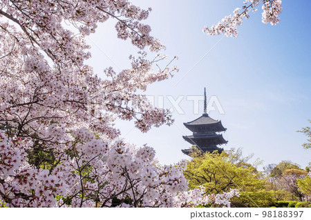 Cherry blossoms and a five-storied pagoda, Toji in spring, a tourist spot in Kyoto, full of spring 98188397