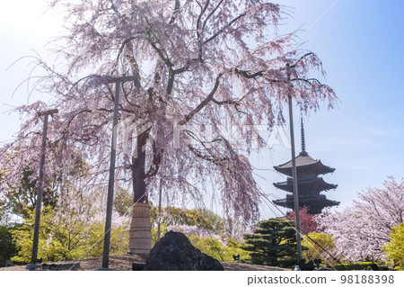 春天的垂枝櫻花和五層寶塔東寺 京都旅遊勝地 春天盛開 98188398