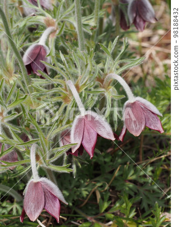 白頭翁學名:Pulsatilla cernua 白頭翁學名:Pulsatilla cernua 98188432