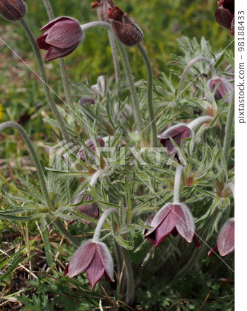 Pasque flower Scientific name: Pulsatilla cernua Pasque flower Scientific name: Pulsatilla cernua 98188433