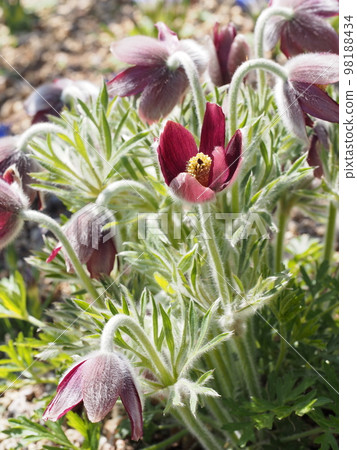 白頭翁學名:Pulsatilla cernua 白頭翁學名:Pulsatilla cernua 98188434