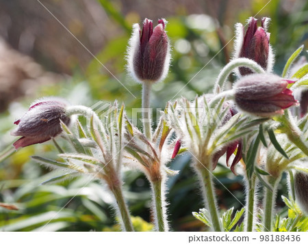 白頭翁學名:Pulsatilla cernua 白頭翁學名:Pulsatilla cernua 98188436