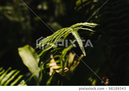 Background green fern leaves in nature forest. Background green fern leaves in nature forest. 98189343