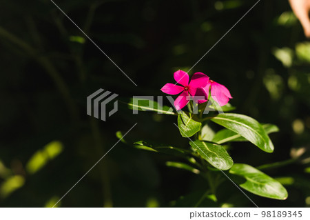 Madagascar periwinkle purple flowers in the garden with nature sunlight. Madagascar periwinkle purple flowers in the garden with nature sunlight. 98189345
