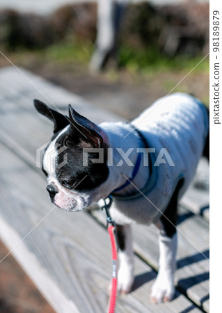 波士頓梗犬在公園散步 波士頓梗犬在公園散步 98189879