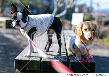 達克斯獵犬和波士頓梗犬在公園散步 達克斯獵犬和波士頓梗犬在公園散步 98189887
