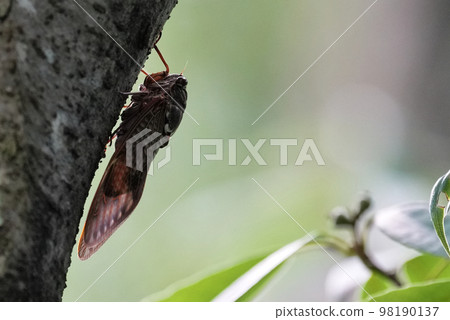 Cicadas 98190137