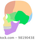 Illustration of a human skull (side) 98190438