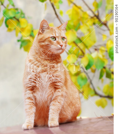 Beautiful red cat outdoors. 98190564