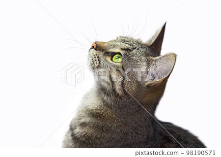 Beautiful tabby cat is  looking up, isolated on white background. 98190571