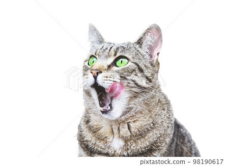 Portrait of licking cat with green eyes outdoors 98190617