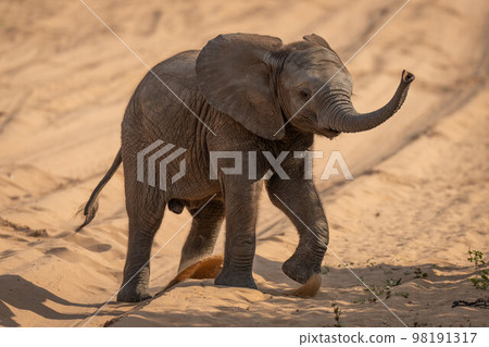 Baby African elephant crosses track raising trunk 98191317