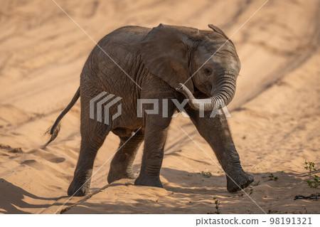 Baby African elephant crosses track swinging trunk Baby African elephant crosses track swinging trunk 98191321